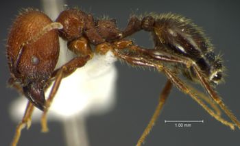 Media type: image;   Entomology 34220 Aspect: habitus lateral view